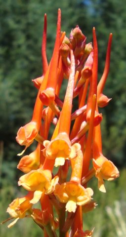 Disa porrecta inflorescence